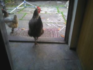 "OK we get the message"